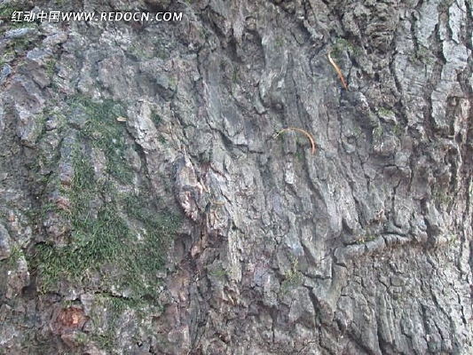 �������Ƥ