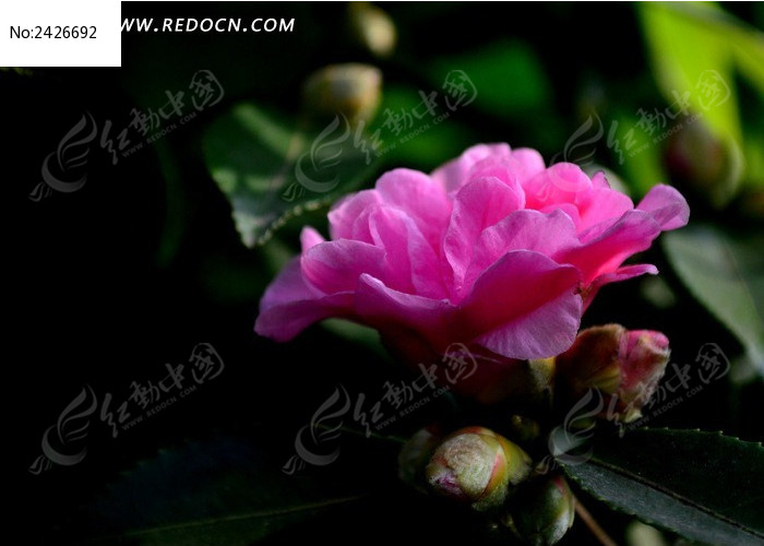 ���۵ķ�ɫ��÷ͼƬ