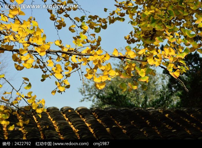 �����ϵ�������֦ͼƬ