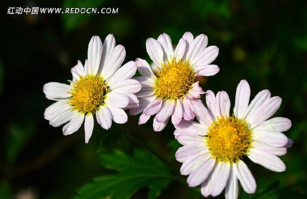 ����ʢ���ľջ�