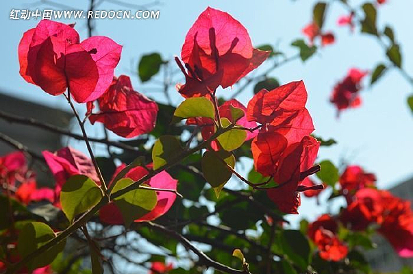 ���޵�����÷