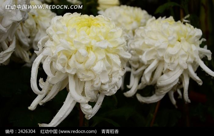 �������ְ����ͼƬ