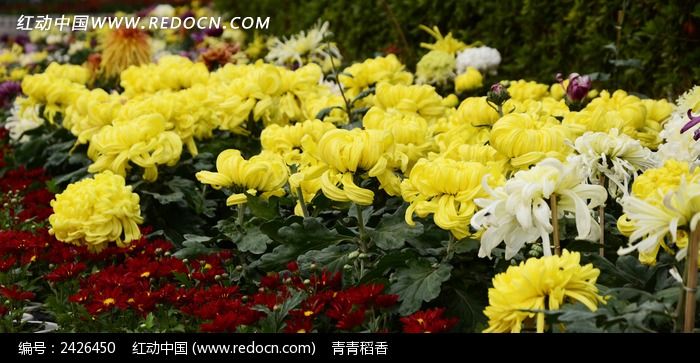 ����Ϯ�˵����ͼƬ