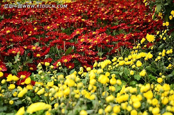 ������ջ�