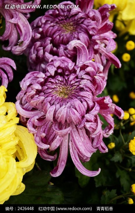 մ����ˮ�������ͼƬ