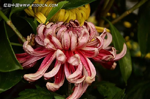 �����һ�ʢ��