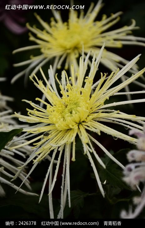 �������׵ĵ������ͼƬ