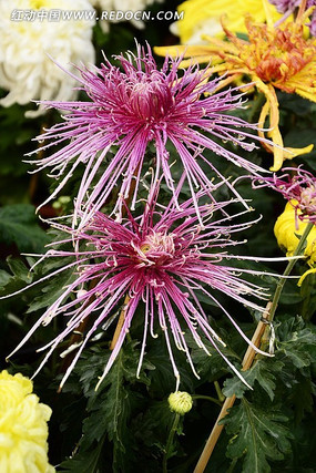 �ջ�����