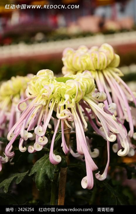 ���µ����Ͼջ�ͼƬ