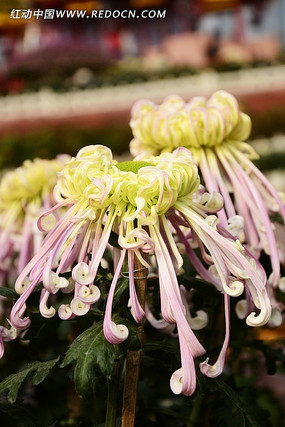 ���µ��žջ�