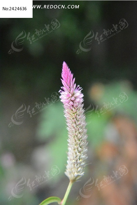 ����������ͼƬ