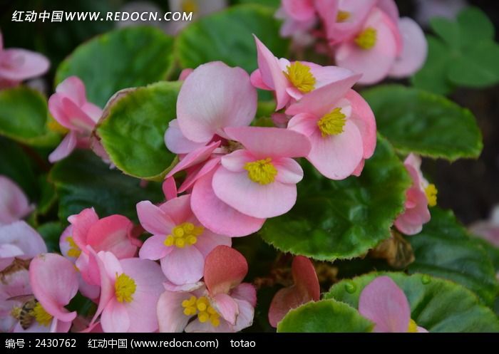 �ۺ����������ͼƬ