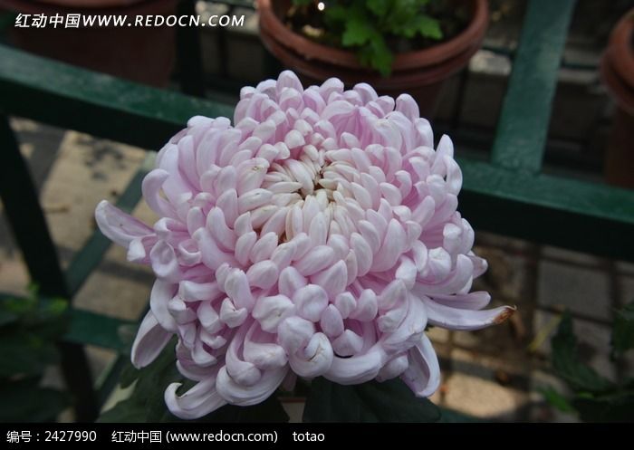 ��ѩ����Ʒ�־�ͼƬ