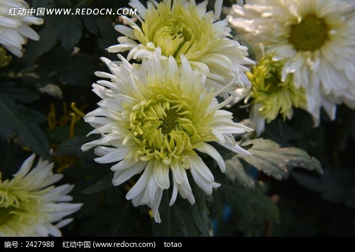 ����ս��Ʒ�־�ͼƬ