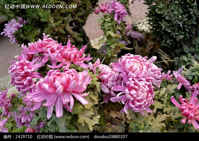 �����ľջ�ͼƬ