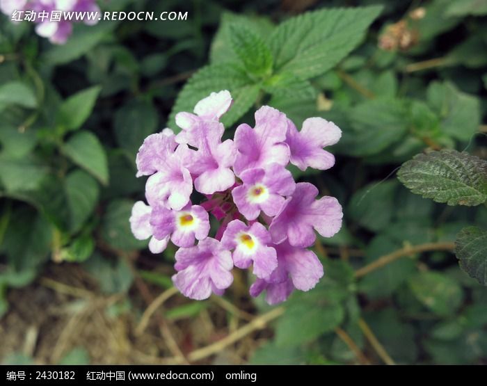 һ���Ϻ����ӣ��ͼƬ