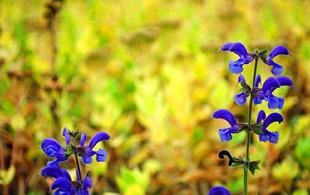 �ɰ���Ұ��