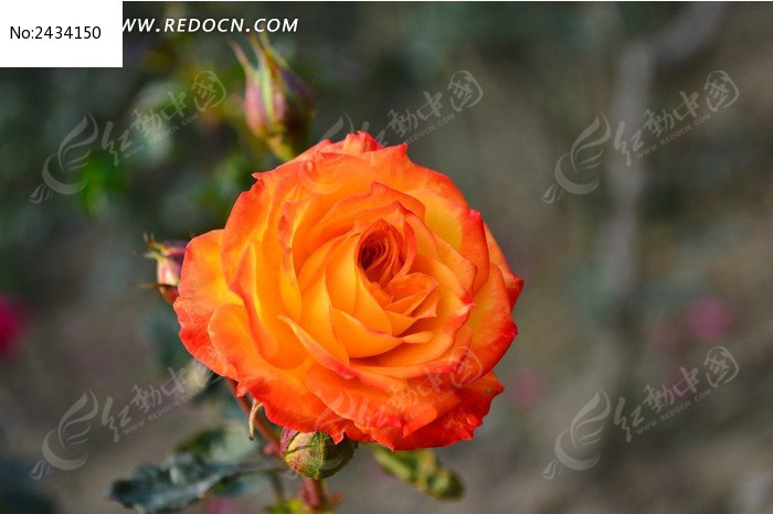 ���������º�ͼƬ