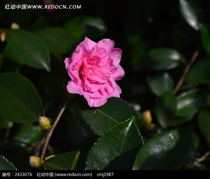 ���۵�������÷ͼƬ