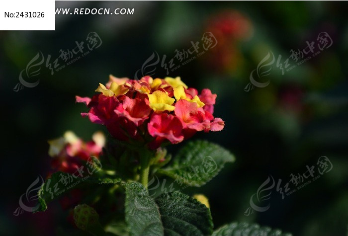 ʢ����Ư����ɫ÷ͼƬ