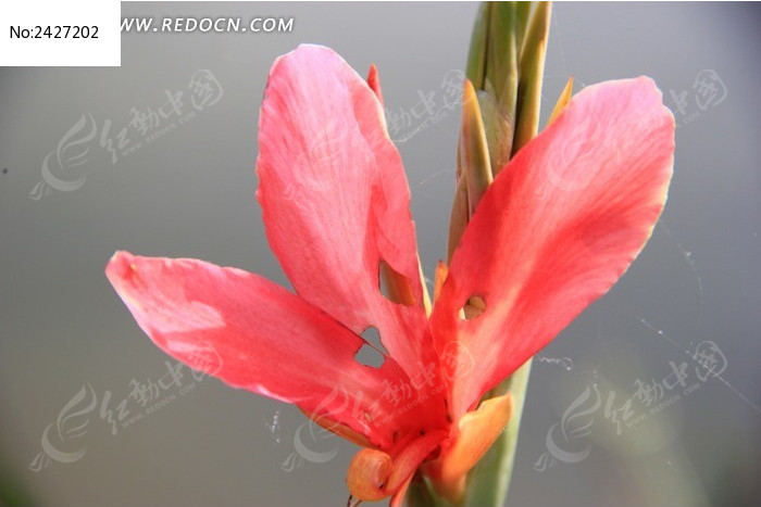 �ۺ�ɫ�Ļ���ͼƬ