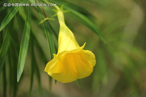 ��ѩ����