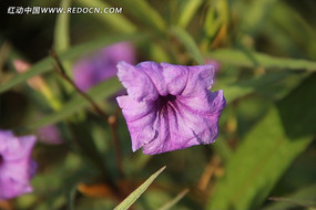 ��Ҷ������