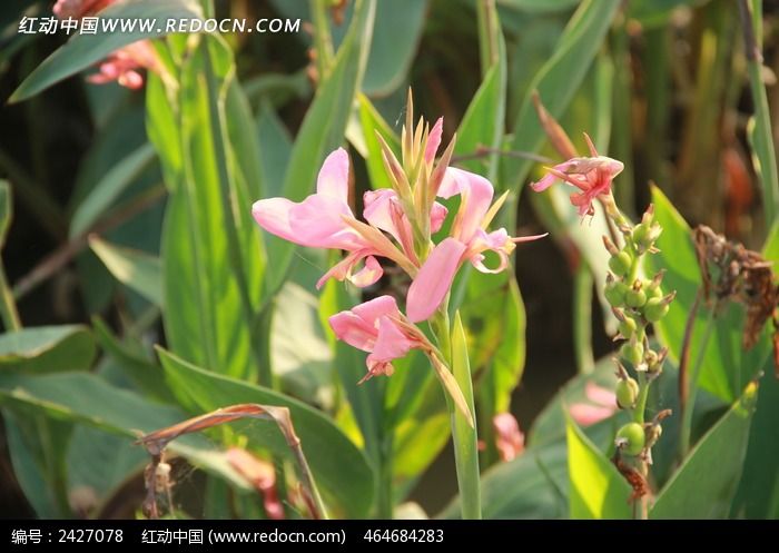 �ۺ�ɫ�İŽ���ͼƬ