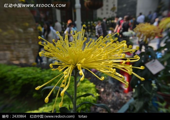 ʥ�⻪��Ʒ�־�ͼƬ