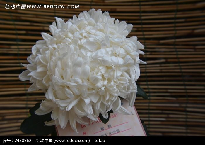 �ɺ�Ʒ�־�ͼƬ