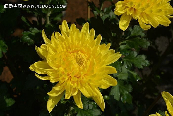 ���õĻƾջ�