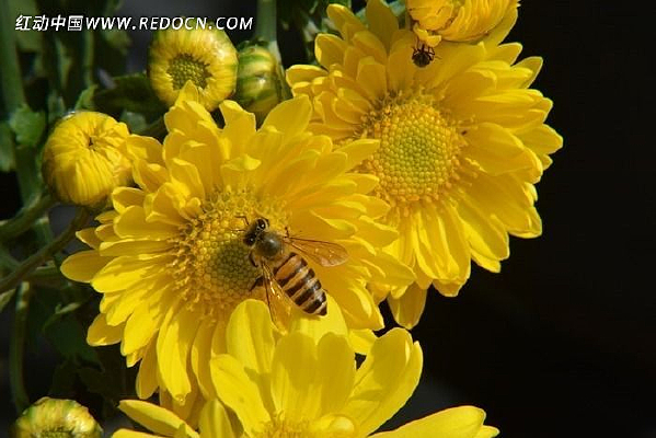 �ջ����۷�