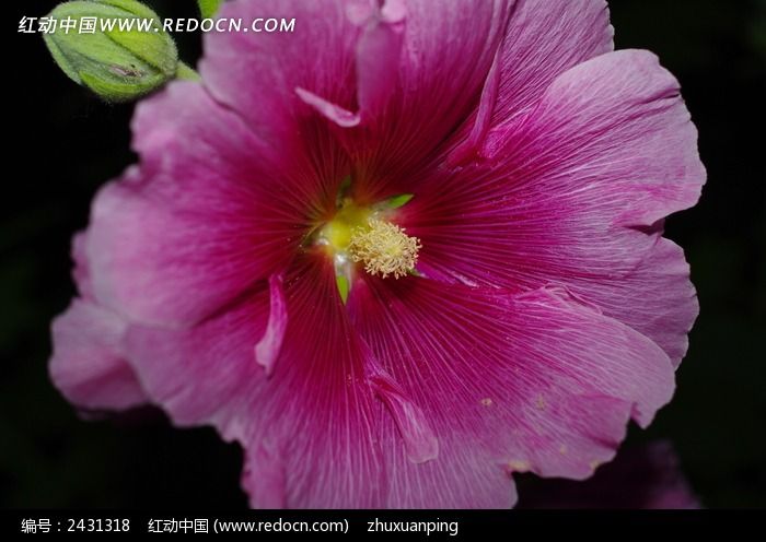 ʢ���������дͼƬ