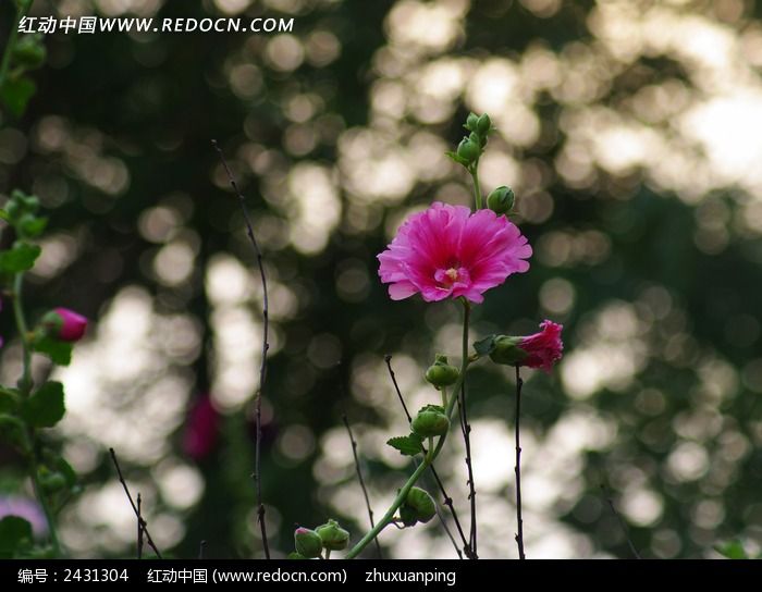 �ƻ�����ͼƬ