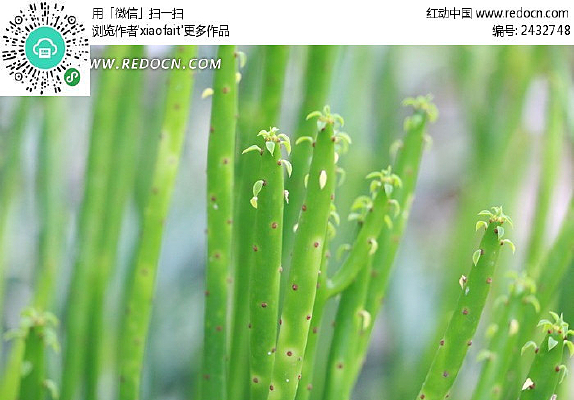 ��ɫɳĮֲ��