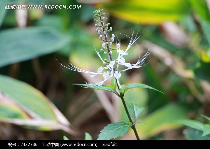 ҩ��ֲ�ﻨ��ͼƬ