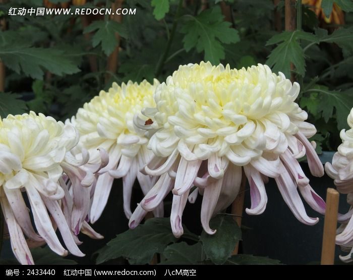 �߹�ĸ����ͼƬ