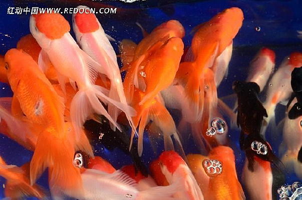 ��ͷ����