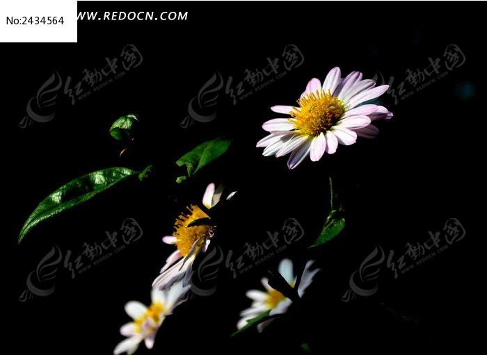 �ɰ�Ư���İ�ɫ�ջ�ͼƬ