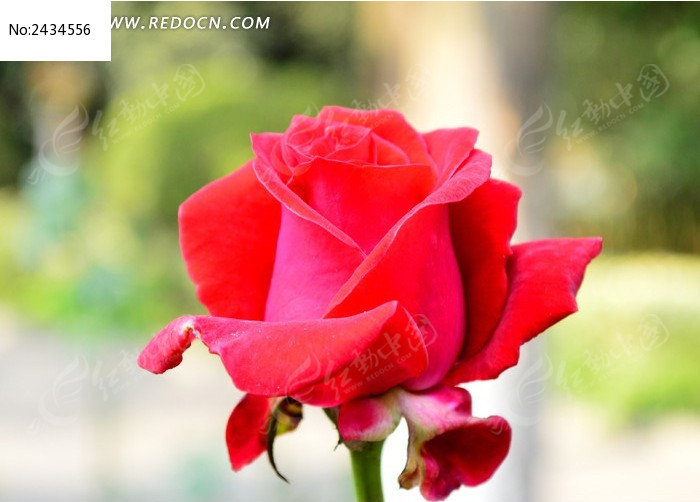 �ʺ�ɫ�뿪�����º�ͼƬ