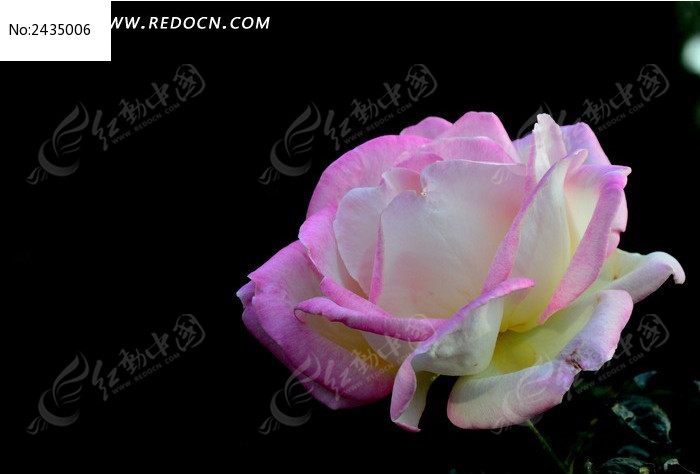 ���Ÿ߹�����º�ͼƬ