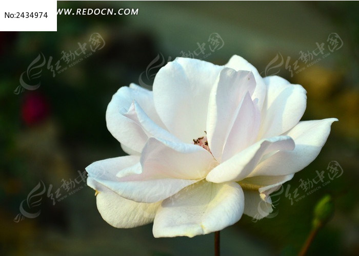 ����Ư�������º�ͼƬ