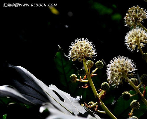 �˽ǽ��̻���