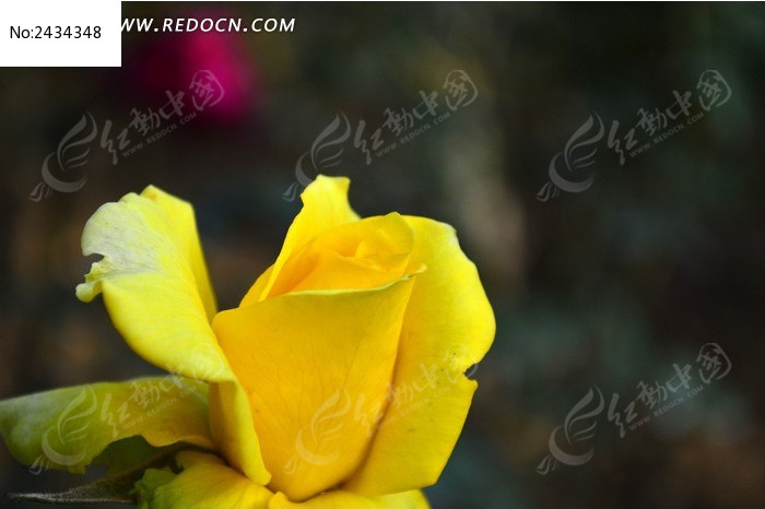 ���ɫ���º컨��ͼƬ