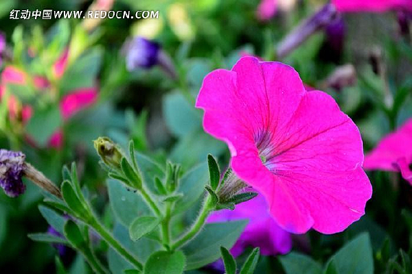 �Ϻ�ɫ��ǣţ