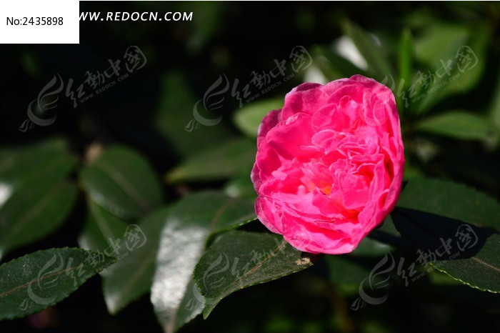 �����µĲ�÷ͼƬ