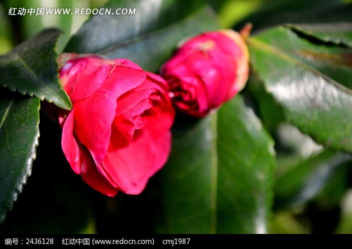 �������ŵĲ�÷ͼƬ