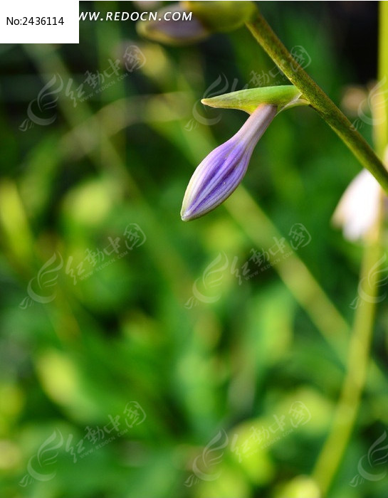 �������ŵ�������ͼƬ