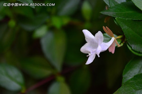 ��׵�С�׻�