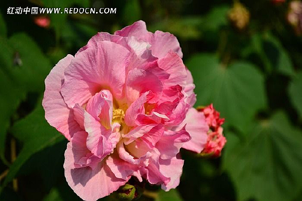 ľܽ�طۺ�ɫ�Ļ�